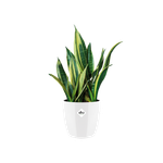 brussels diamond rond 22cm blanc